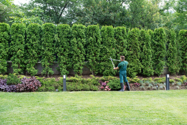 Best Pest Control for Lawns  in Scarsdale, NY