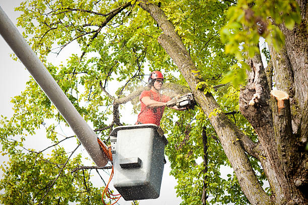 Professional Tree Removal in Scarsdale, NY