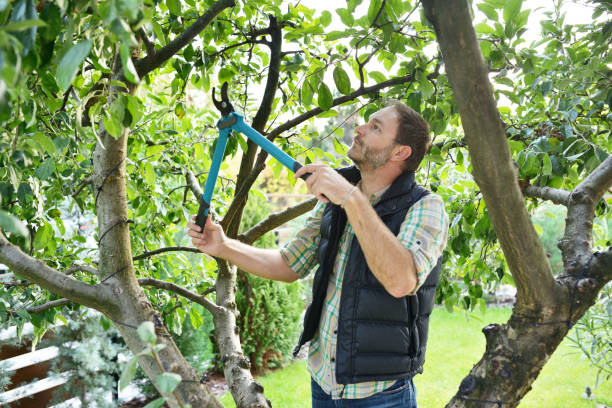 Best Organic Lawn Care Solutions  in Scarsdale, NY